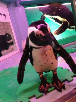 Illustration for article titled Japan Has Too Many Penguin Bars
